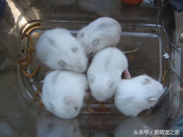 怎么判断自己养的仓鼠是什么品种,仓鼠类中哪只仓鼠最好养