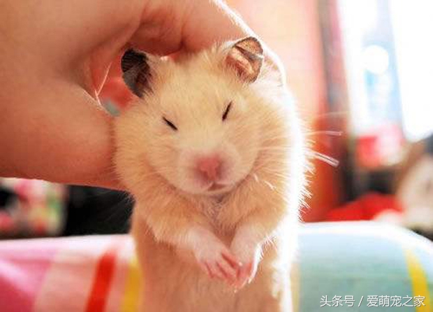 怎么判断自己养的仓鼠是什么品种,仓鼠类中哪只仓鼠最好养