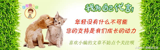 怎么判断自己养的仓鼠是什么品种,仓鼠类中哪只仓鼠最好养