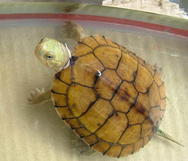 世界已经灭绝的十大名龟视频,中国十大灭绝乌龟排名