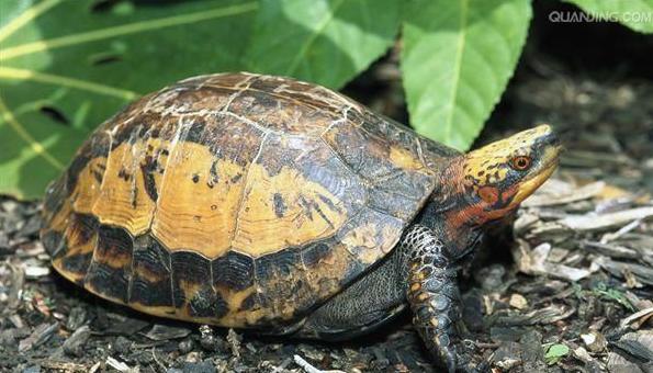 世界已经灭绝的十大名龟视频,中国十大灭绝乌龟排名