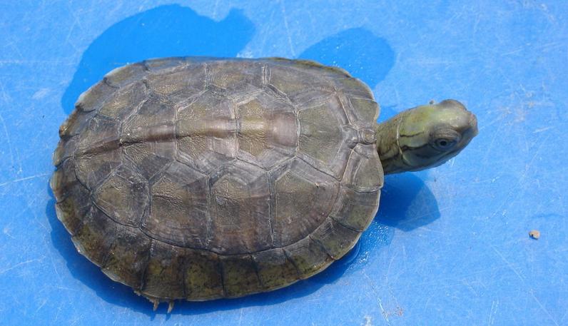 世界已经灭绝的十大名龟视频,中国十大灭绝乌龟排名