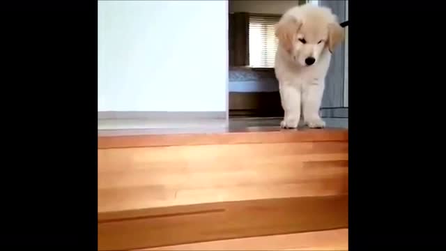 金毛犬哪个品种比较好养,金毛来了只不速之客