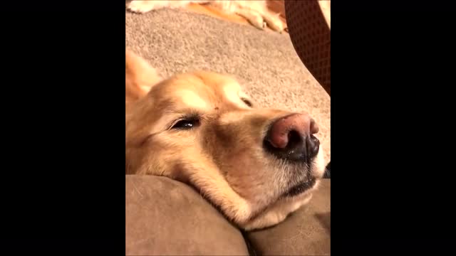 金毛犬哪个品种比较好养,金毛来了只不速之客