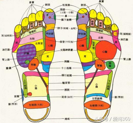 脚是人体五脏六腑的反应器,脚是人体第二心脏想长寿先养好腿