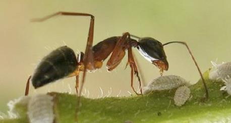 大型蚁类虫子带翅膀,全异巨首蚁各种种类蚂蚁体型