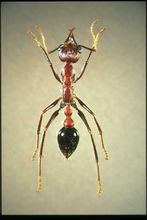 大型蚁类虫子带翅膀,全异巨首蚁各种种类蚂蚁体型