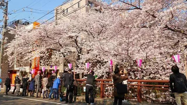 有一种美如人间烟火,当富士山遇上樱花什么意思