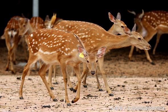 发现秦岭之美,发现陕西之美作文