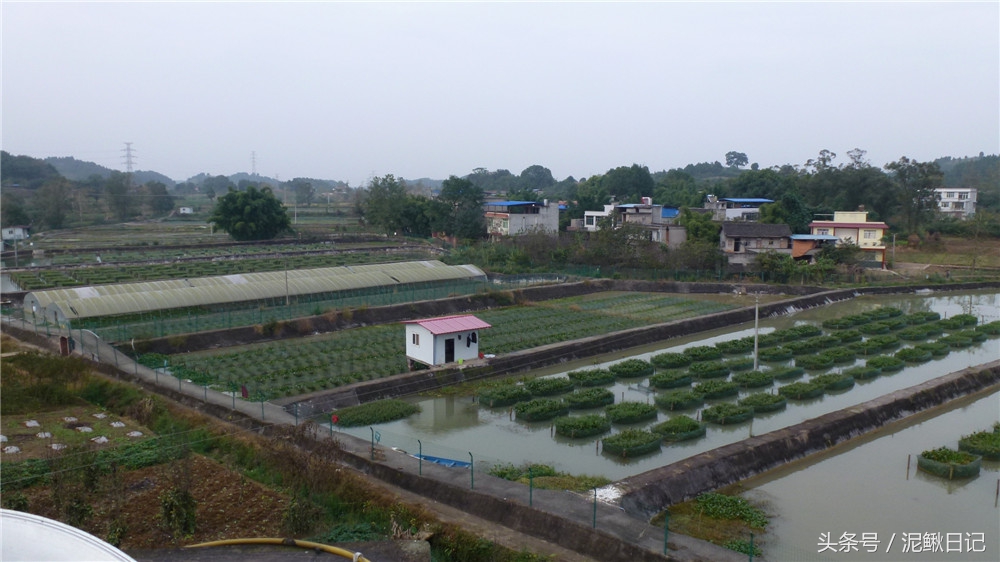 网箱养殖泥鳅和黄鳝的区别,养殖网箱黄鳝泥鳅