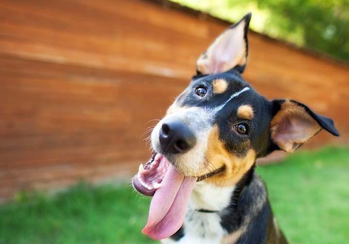 狗狗乱拉乱尿太臭了怎么办,狗狗乱拉乱尿是什么原因