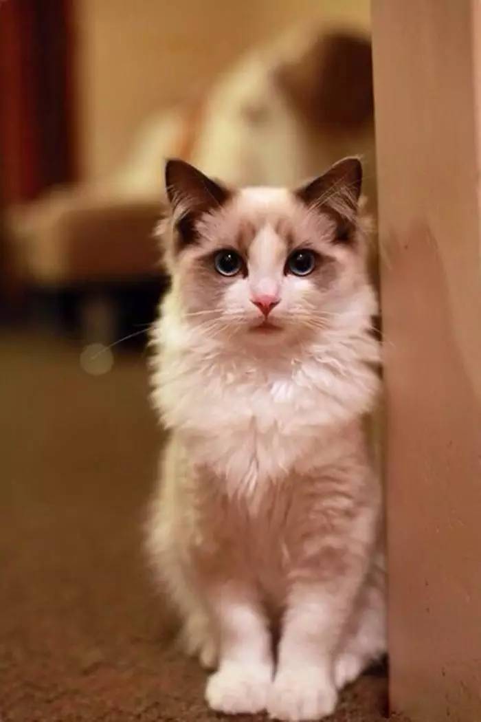 布偶猫泌尿系统疾病,布偶猫的呼吸道疾病