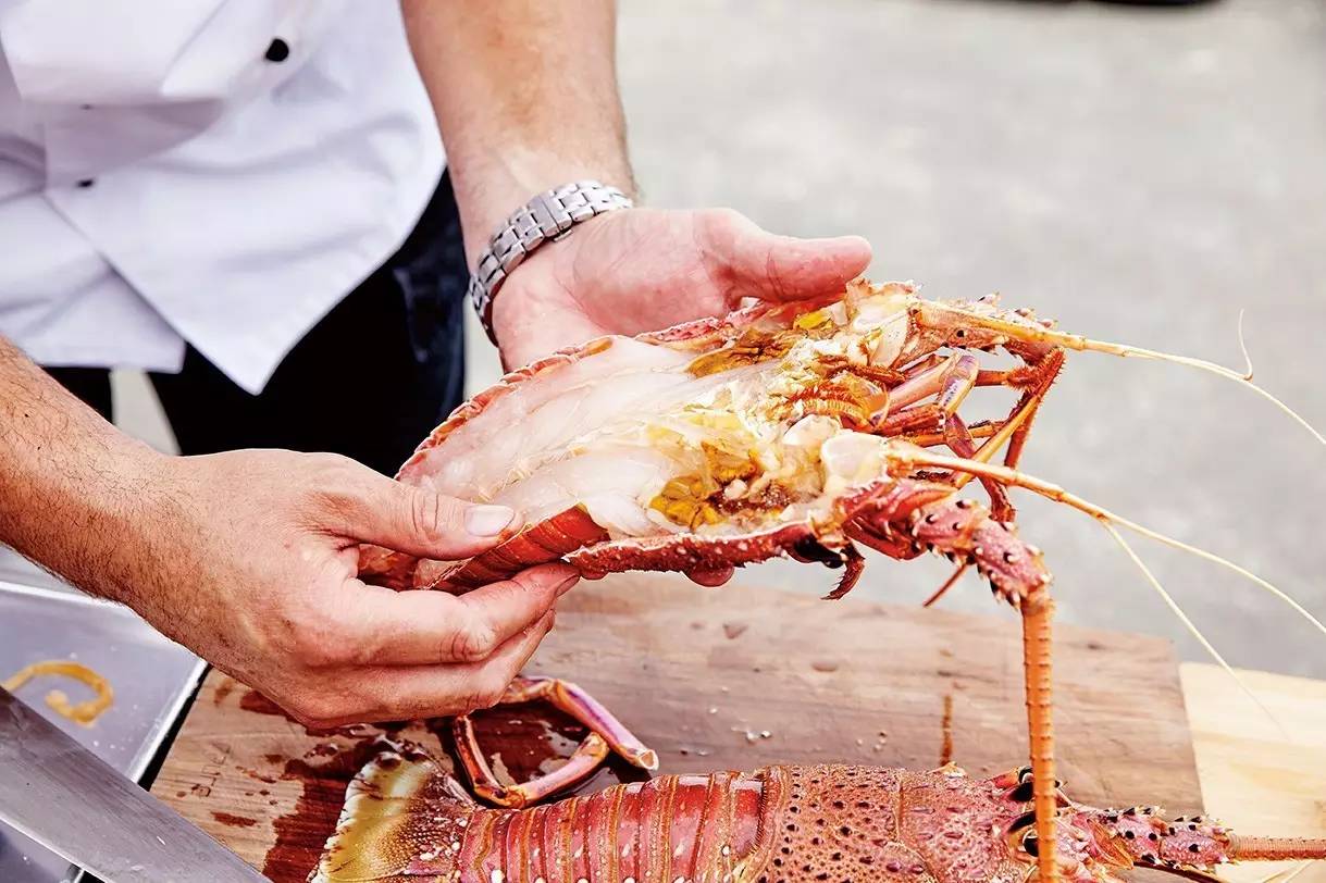 澳洲龙虾怎样捕,澳洲淡水龙虾抓虾方法