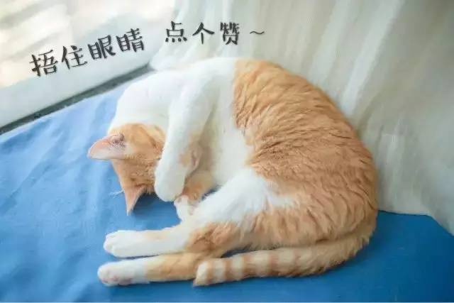 喵的,我都这么痛了!你还看不出来么?!