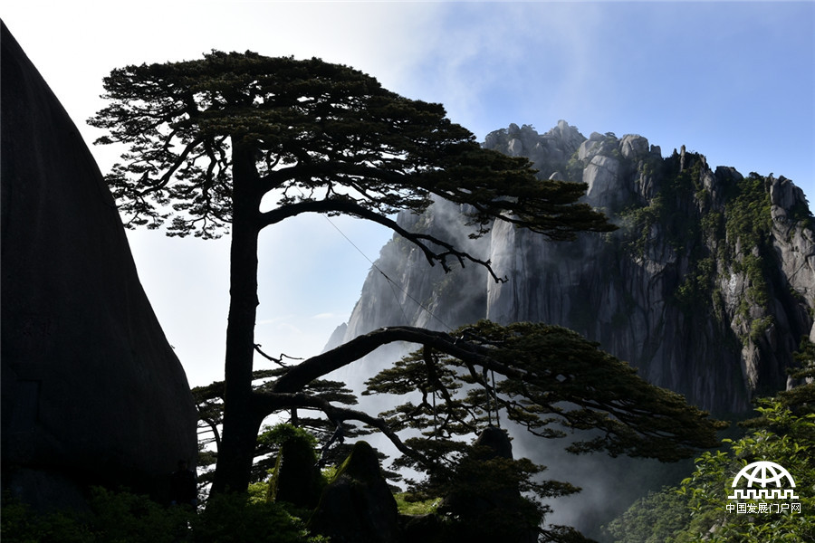 迎客松十大名树,迎客松第一名