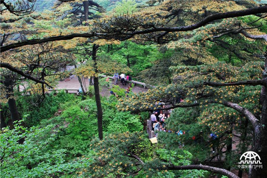 迎客松十大名树,迎客松第一名