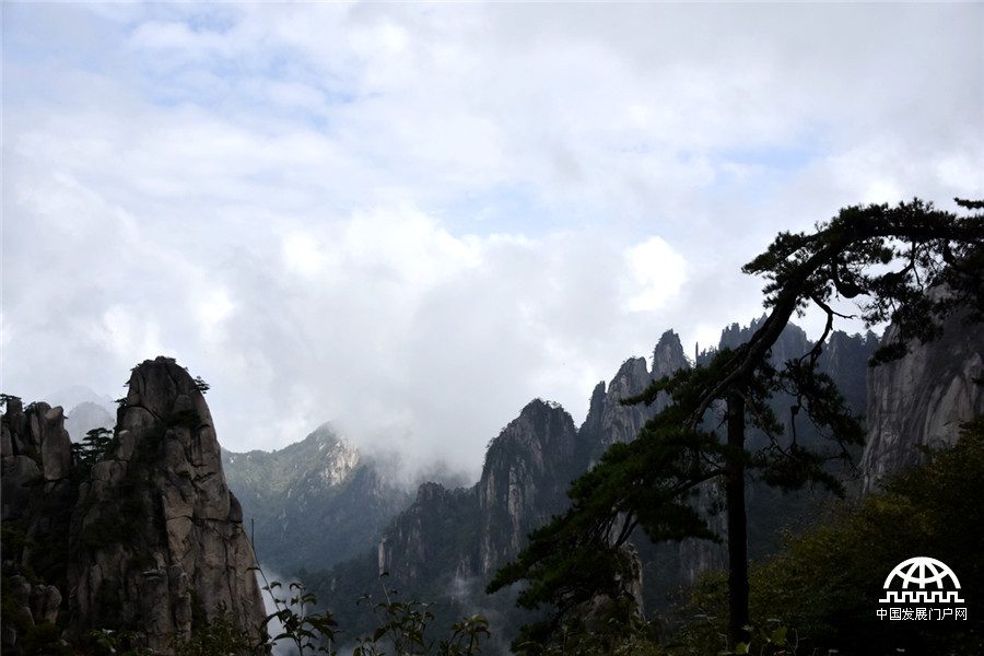 迎客松十大名树,迎客松第一名