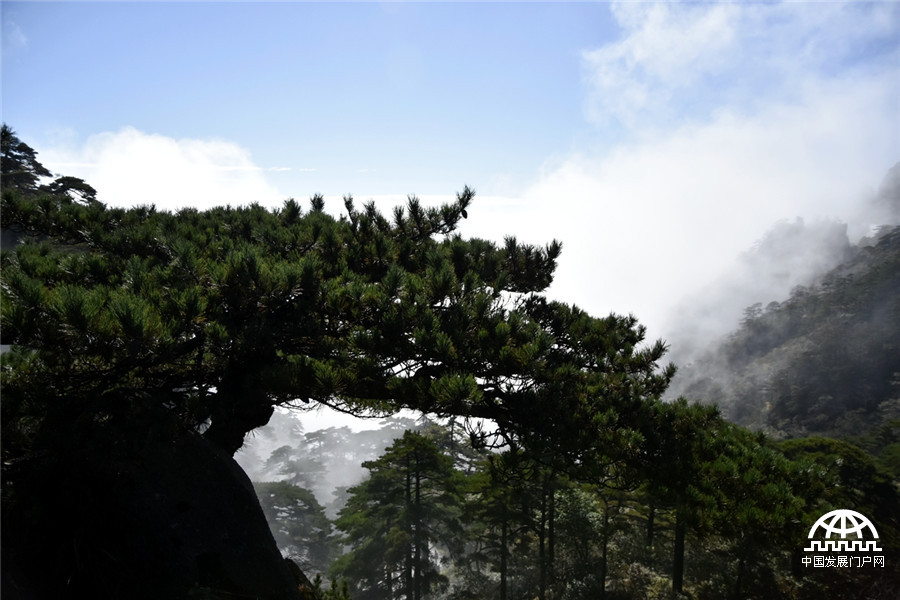 迎客松十大名树,迎客松第一名