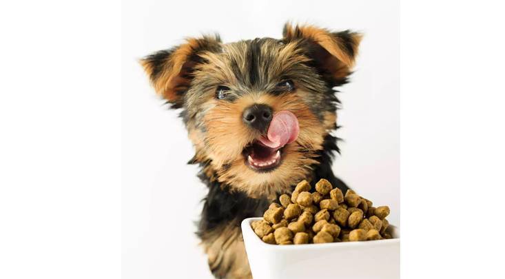 看完速度删!一篇只有宠物业内人士知道的内幕!