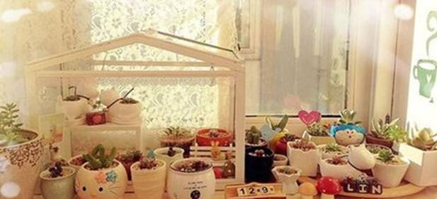 多肉植物土壤选购技巧图片,新手如何挑选多肉植物