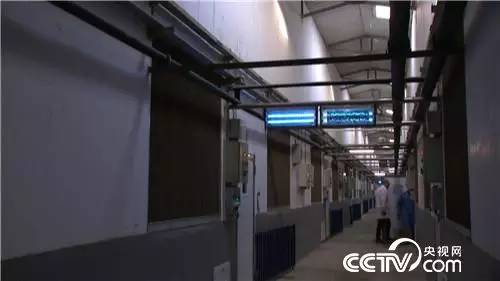 养猪赚猪粪,如何利用猪粪赚钱