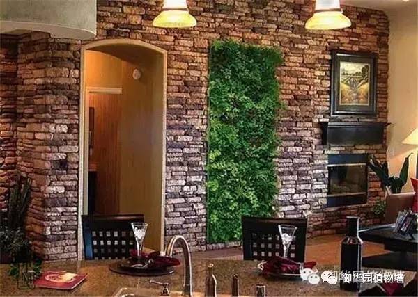 植物墙居家,特色植物墙