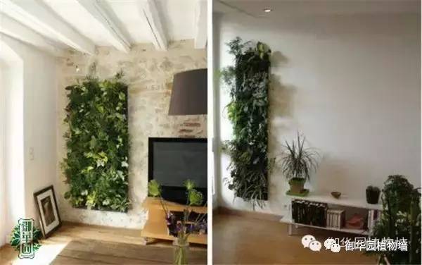 植物墙居家,特色植物墙