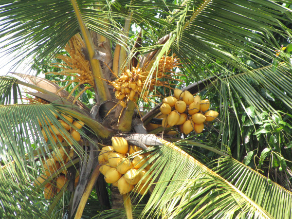 斯里兰卡个人旅游攻略,斯里兰卡华人旅游攻略视频