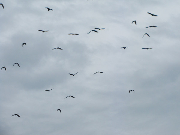 斯里兰卡个人旅游攻略,斯里兰卡华人旅游攻略视频