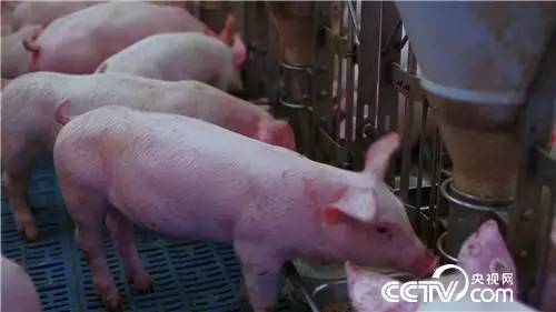 养猪赚猪粪,如何利用猪粪赚钱