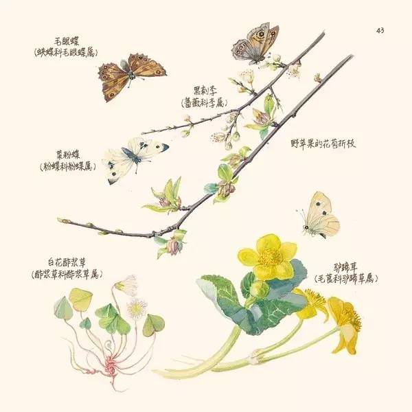 英伦乡野手记,英伦乡野手记读后感