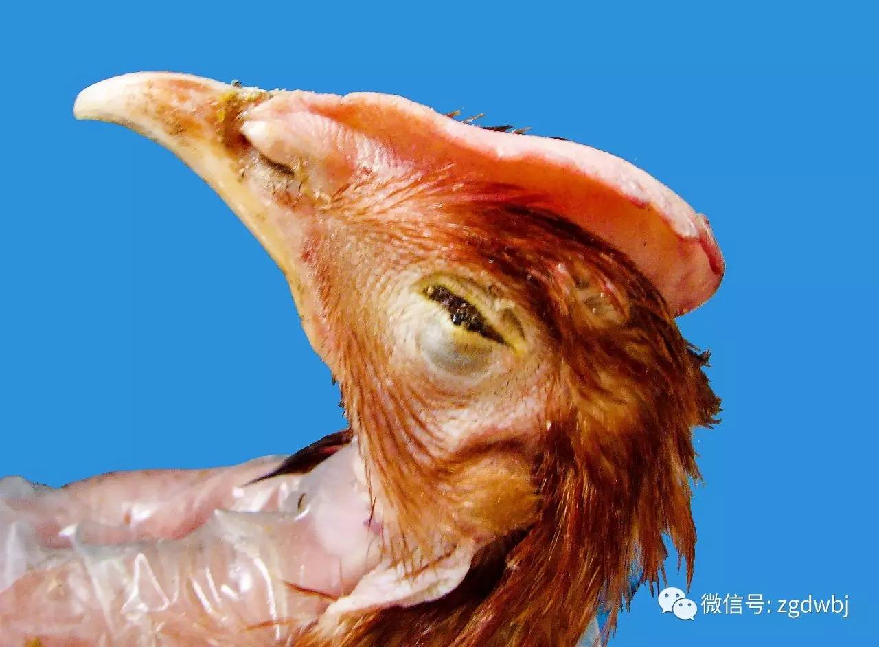 鸡啄癖症的发生与防控措施