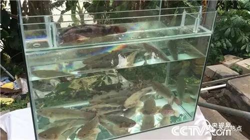 一年纯利润十几万的鱼,一个大棚养出的鱼销售额接近百万