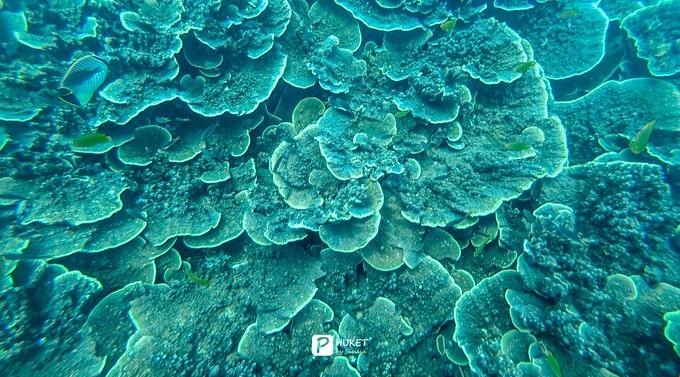 每当海岛又下起了雨,每当海岛又下起了雨读书笔记