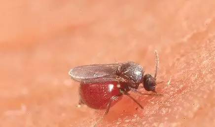 蠓虫不吸血怎么活,蠓虫最怕什么怎么防