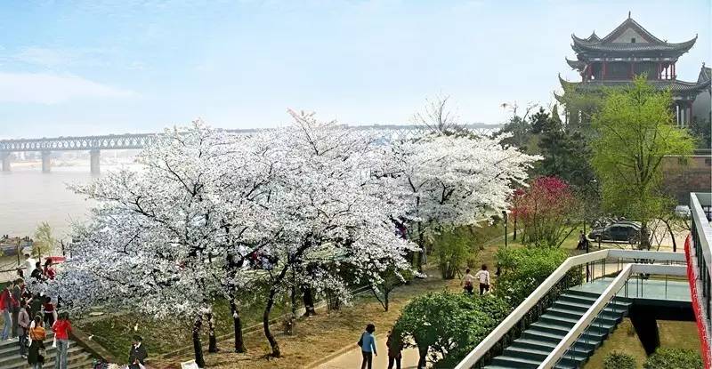 20件花开单品，做最美赏花人