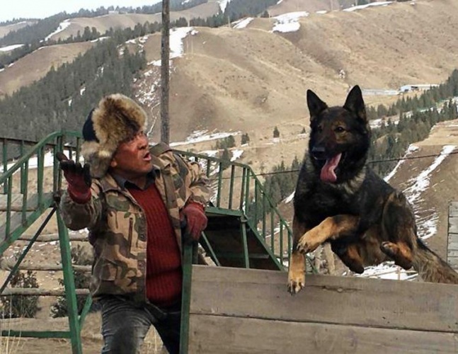 血狼犬相关的电影,血狼犬超清