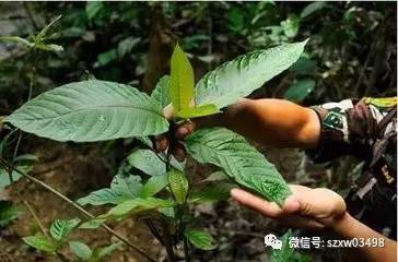 两贼凌晨客车盗窃,两贼偷电瓶车后续