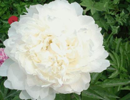 20件花开单品，做最美赏花人