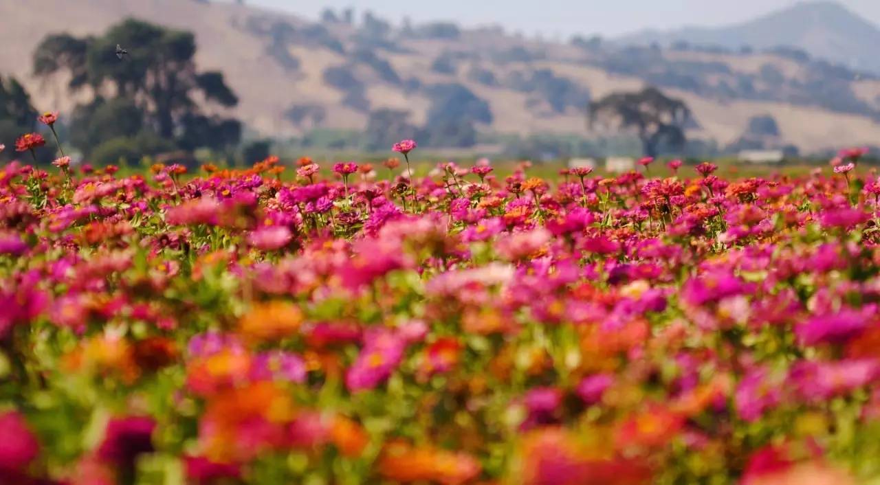20件花开单品，做最美赏花人