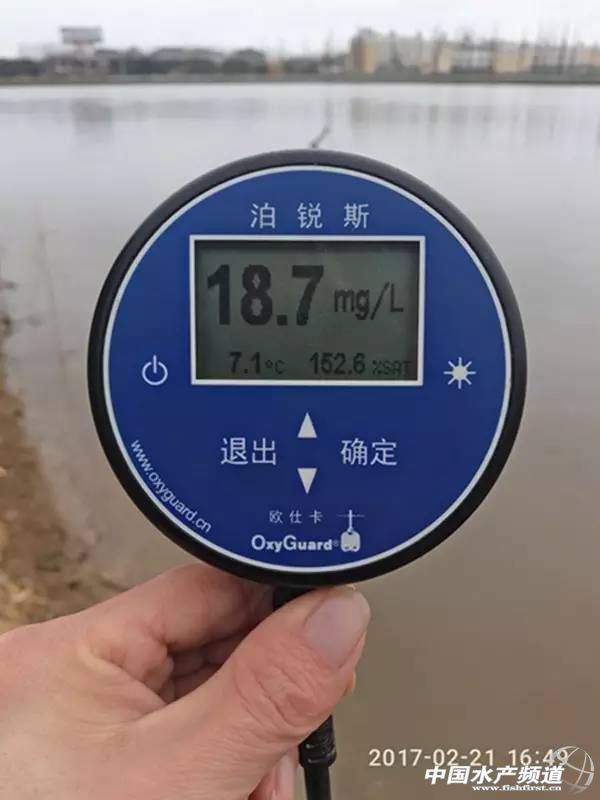 蟹塘低温青苔如何防治,早期蟹塘青苔怎么处理