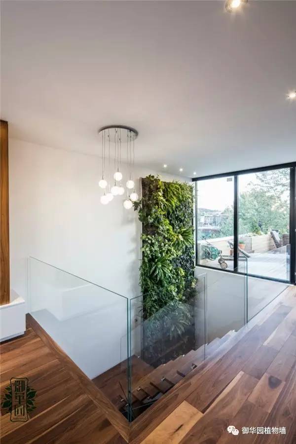 植物墙居家,特色植物墙