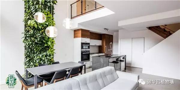植物墙居家,特色植物墙