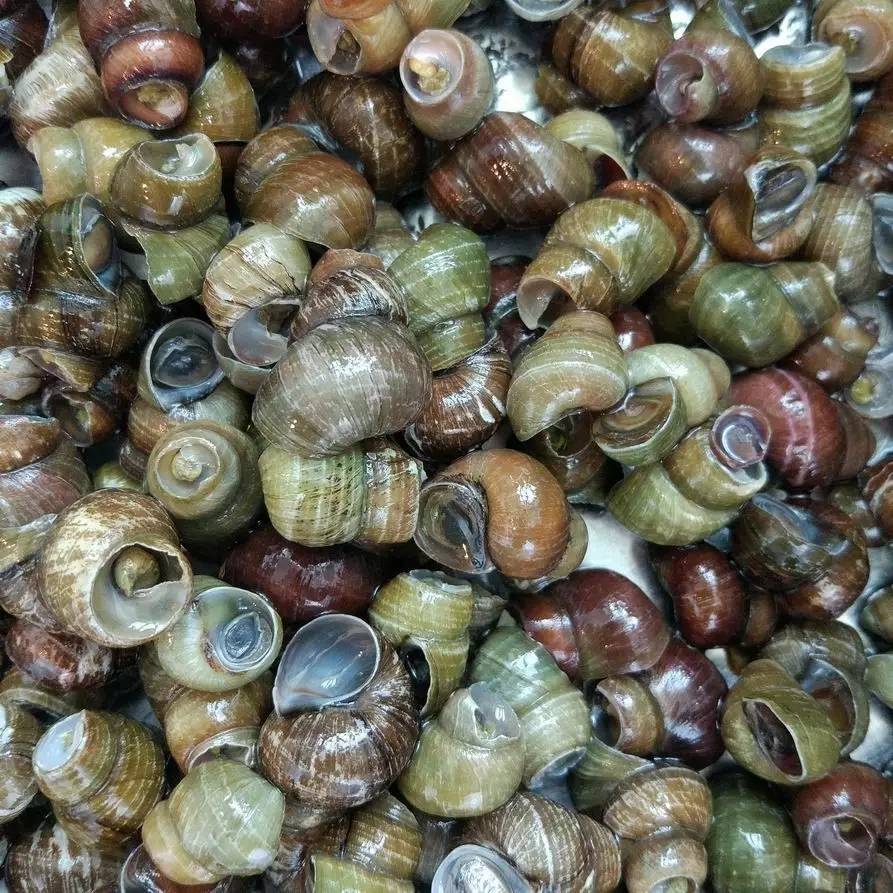 鲜螺蛳清洗,商用炒螺丝如何炒又嫩又好吸