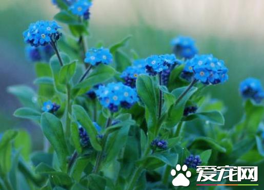 勿忘我是星辰花吗,勿忘我跟熏衣草一样吗