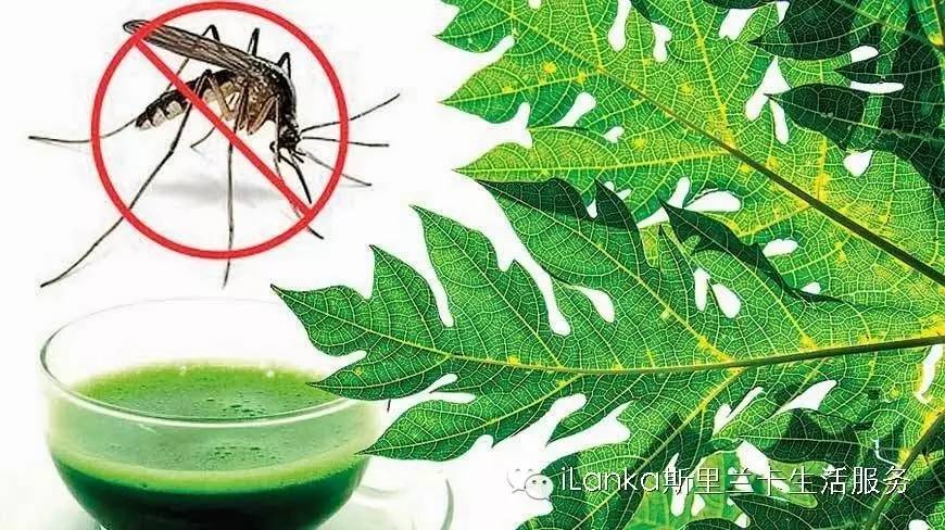 斯里兰卡登革热死亡率,斯里兰卡登革热症状