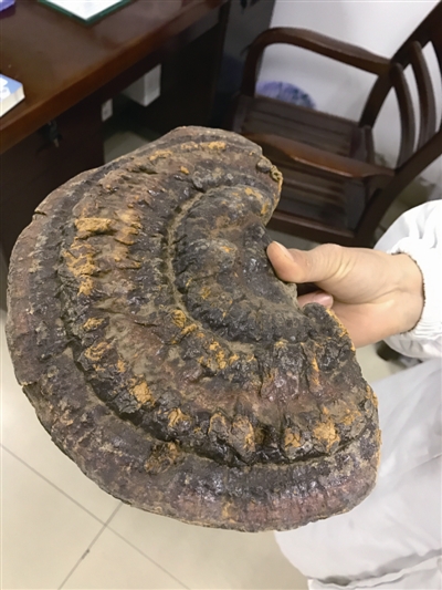 错把蘑菇当灵芝,树舌灵芝的功效与禁忌