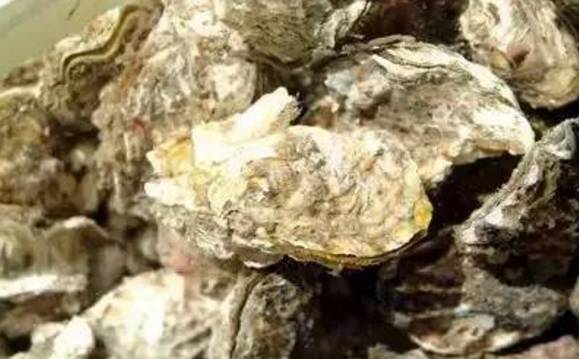 威海赶海攻略,威海冬季赶海攻略