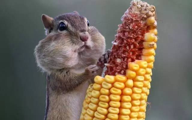 活动·3月26日丨只有美丽没有痛的纹身，来跟小行画一画吧！