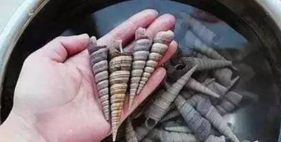 威海赶海攻略,威海冬季赶海攻略